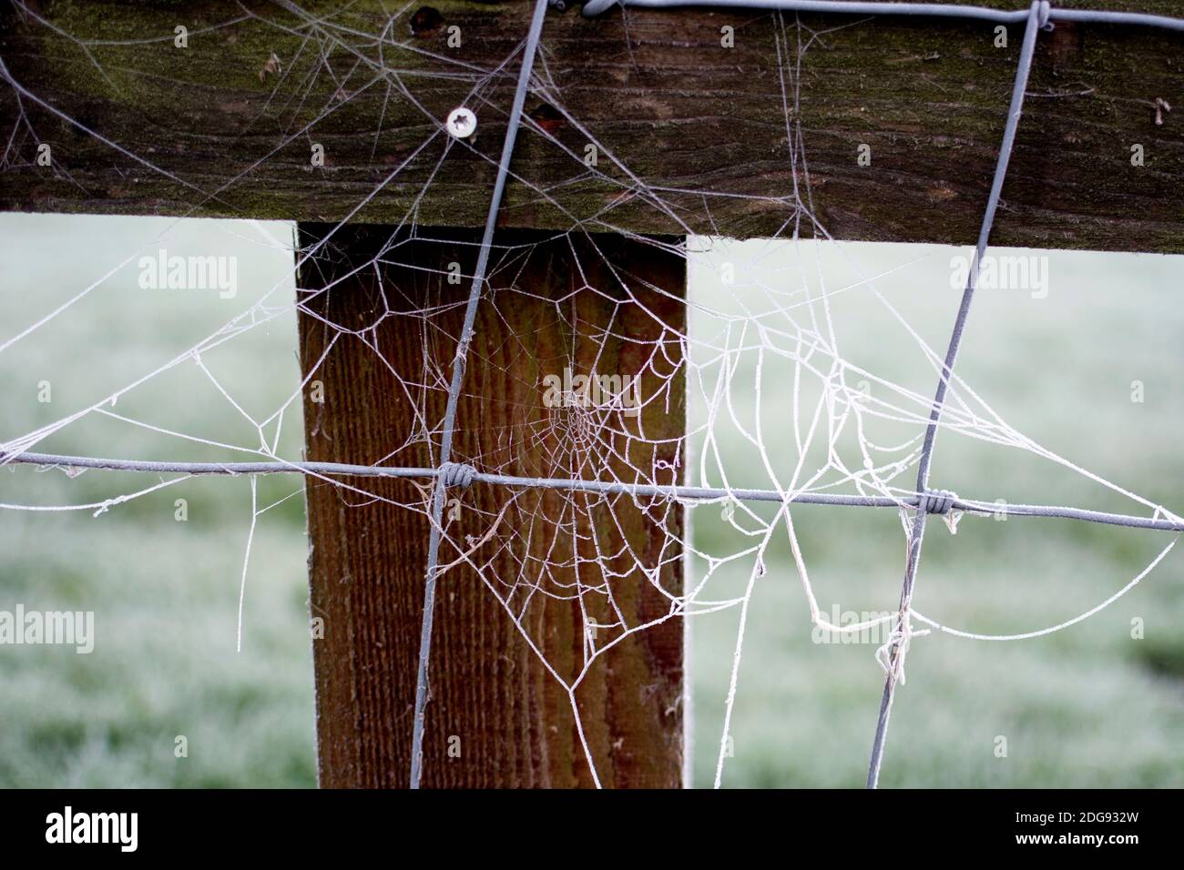 Frosty Spinne`s Netz auf einem Zaun, Großbritannien Stockfoto